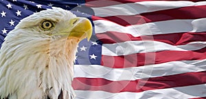 Bald Eagle and American flag