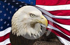 Bald Eagle and American Flag