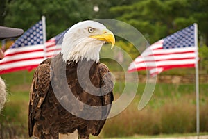 Bald eagle with American flags