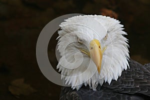 Bald Eagle - American Icon