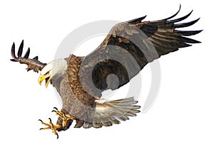 Bald Eagle attack vector illustration. photo