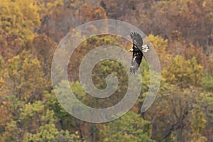 Bald Eagle Autumn Flight