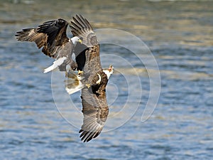 Bald Eagle Battle