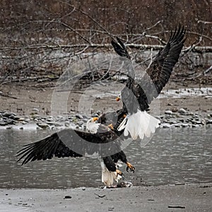 Bald eagle battle in the snow on the edge of the river