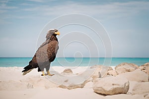 Bald Eagle on the beach photo