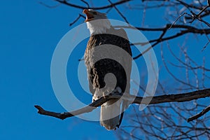 Bald eagle with beak open wide sitting in a tree eagles on a branch