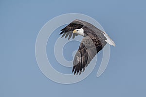 Bald Eagle Flying against Blue Sky