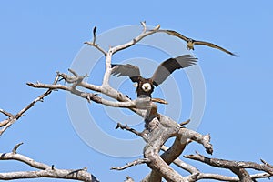 Bald Eagle Being Harassed By An Osprey