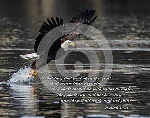 Bald Eagle Bible Verse