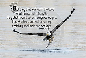 Bald Eagle Bible Verse