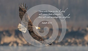 Bald Eagle Bible Verse