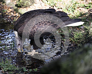 Bald Eagle bird Stock Photo.  Bald Eagle bird close-up profile drinking water with foliage background. Bald eagle picture