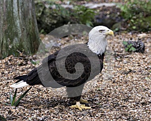Bald Eagle Stock Photos. Image. Portrait. Picture. Side view looking to the right. Foliage background.