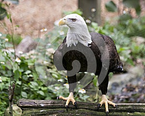 Bald Eagle Bird photo.  Bald Eagle head close-up profile view perched on log bokeh background. Portrait. Image. Picture