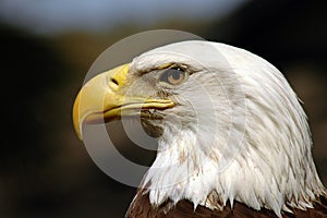 Bald eagle bird of prey