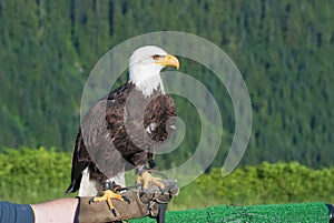 Bald Eagle. Bird of prey.