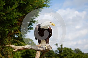 Bald eagle bird of prey