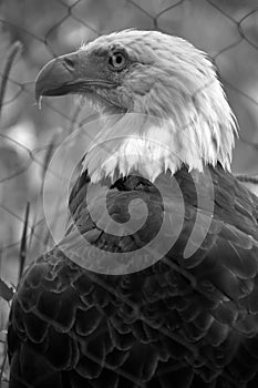 The bald eagle is a bird of prey found