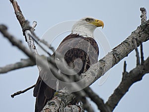 Bald Eagle Bird of Prey Perched in a Bare Tree Looking Majestically