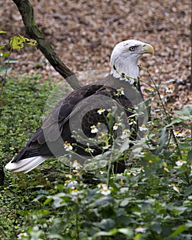 Bald Eagle bird stock photo.  Bald Eagle bird close-up profile view with foreground and background foliage. Image. Picture. Photo