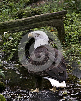 Bald Eagle bird stock photo.  Bald Eagle bird close-up profile view in the water with background foliage. Image. Picture. Photo.