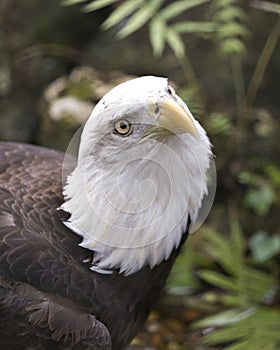 Bald Eagle bird stock photo.  Bald Eagle bird head close-up profile view with bokeh background