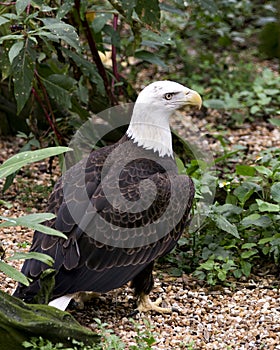 Bald Eagle Bird Stock Photos. Image. Portrait. Picture