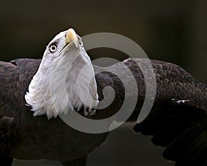 Bald Eagle Bird Stock Photos. Image. Portrait. Picture. Flying bird. Looking towards the sky. Head close-up profile view. Black