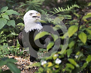 Bald Eagle Bird Stock Photos. Image. Portrait. Picture. Foliage background and foreground. Open beak