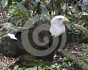 Bald Eagle Bird Stock Photos. Image. Portrait. Picture. Foliage background. Moss and rocks foreground. Fluffy brown wings