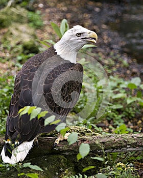 Bald Eagle Bird Stock Photos. Image. Portrait. Picture. Foliage background. Perched on log