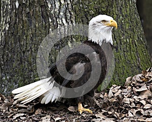 Bald Eagle Bird Stock Photos. Image. Portrait. Picture. Tree trunk moss background and leaves foreground