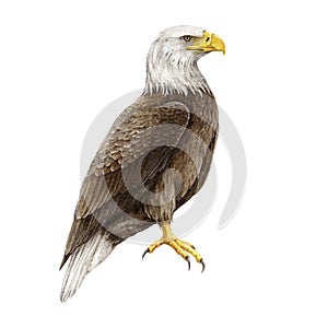 Bald eagle bird watercolor illustration. Hand drawn realistic North America avian. Wildlife nature beautiful bird. Bald