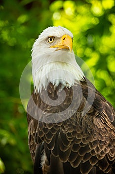 Bald eagle bird. Wildlife. USA