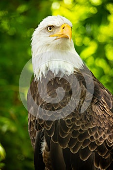 Bald eagle bird. Wildlife. USA