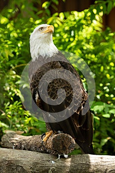 Bald eagle bird. Wildlife. USA