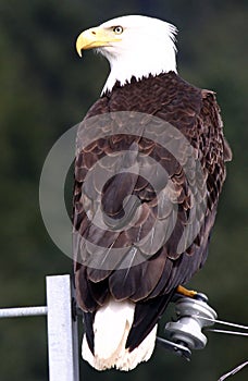Bald Eagle - Bird on a Wire photo
