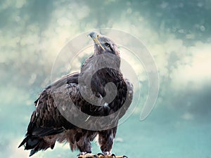 Bald eagle in blue sky