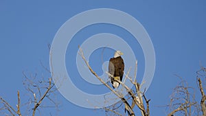 Bald Eagle on a Branch Wide Shot