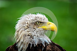 Bald Eagle in Cabarceno Natural Reserve photo