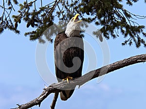 Bald Eagle Call