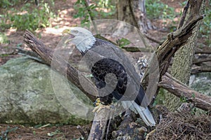 Bald eagle call