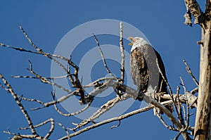 Bald Eagle Calling Out While Perched High in the Winter Tree