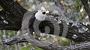 Bald eagle calling from tree top