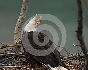 Bald eagle calls to its mate