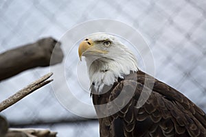 Bald Eagle in Captivity