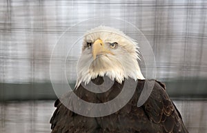 Bald eagle in captivity