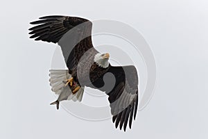 Bald Eagle Carrying a Fish