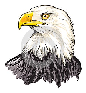 Bald eagle
