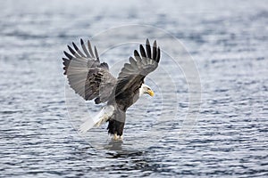 Bald eagle catches a fish